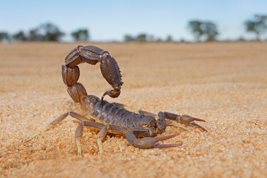 Granulated thick-tailed scorpion in sand looking ready to strike