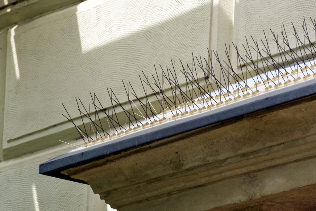 bird spikes
