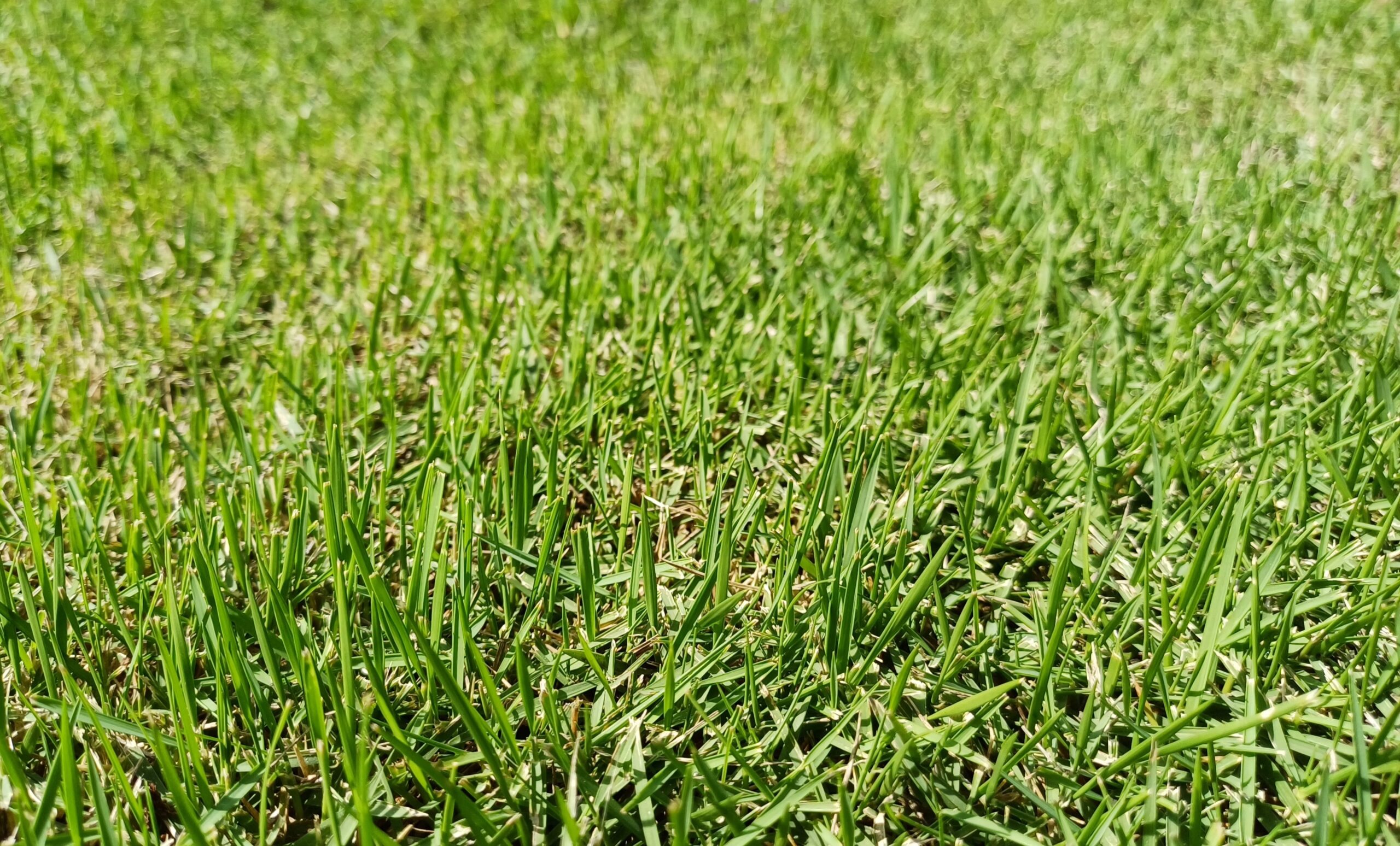 Bermuda grass